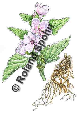 Pflanzenillustration Althaea officinalis Illustration Echter Eibisch Aquarell mit Tusche Roland Spohn