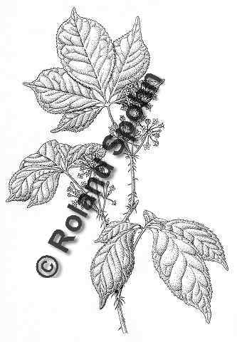 Pflanzenillustration Eleutherococcus senticosus Illustration Taigawurzel, Sibirischer Ginseng Zeichnung Tuschezeichnung Roland Spohn