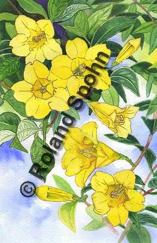 Pflanzenillustration Gelsemium sempervirens Illustration Gelber Jasmin Giftjasmin Aquarell Roland Spohn