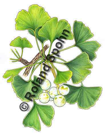 Ginkgo, Ginkgo biloba