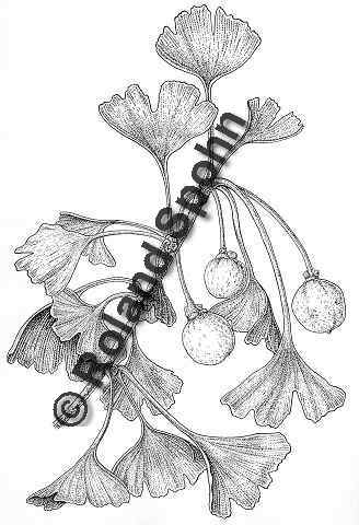 Ginkgo, Ginkgo biloba