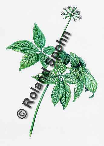 Pflanzenillustration Panax ginseng Illustration Echter Ginseng, Koreanischer Ginseng Aquarell Roland Spohn