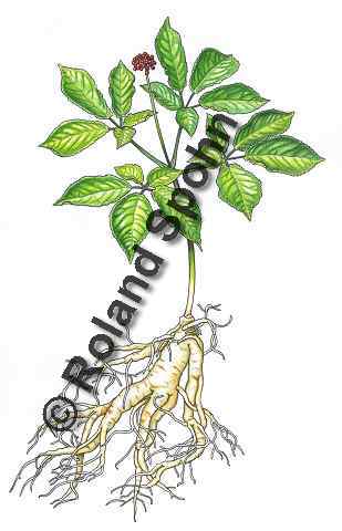 Pflanzenillustration Panax ginseng Illustration Echter Ginseng, Koreanischer Ginseng Aquarell Roland Spohn
