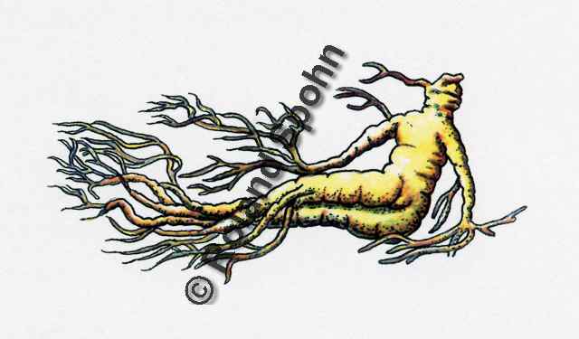 Pflanzenillustration Panax ginseng Illustration Echter Ginseng, Koreanischer Ginseng Aquarell Roland Spohn