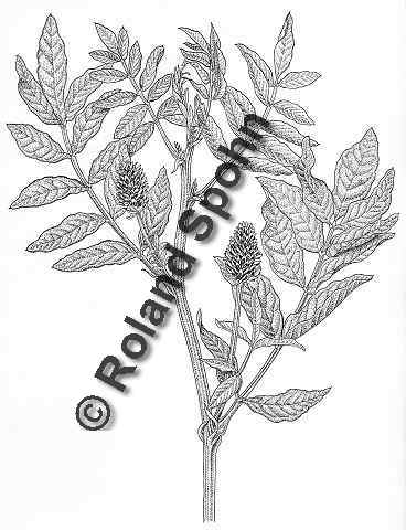 Pflanzenillustration Glycyrrhiza glabra Illustration Echtes Sholz, Suessholz, Zeichnung Tuschezeichnung Roland Spohn