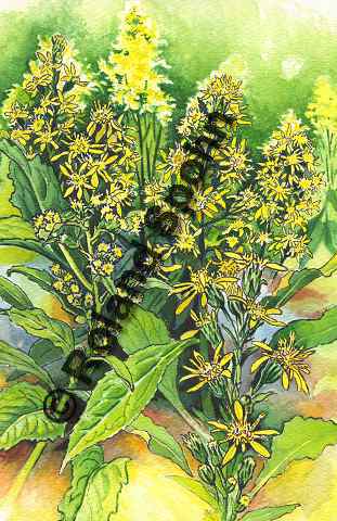 Pflanzenillustration Solidago virgaurea Illustration Echte Goldrute Aquarell Roland Spohn