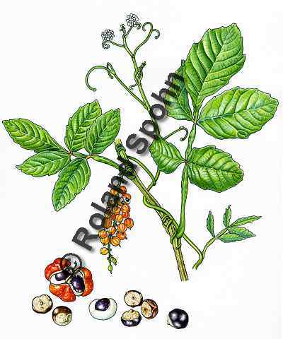 Pflanzenillustration Paullinia cupana Illustration Guarana Aquarell Roland Spohn