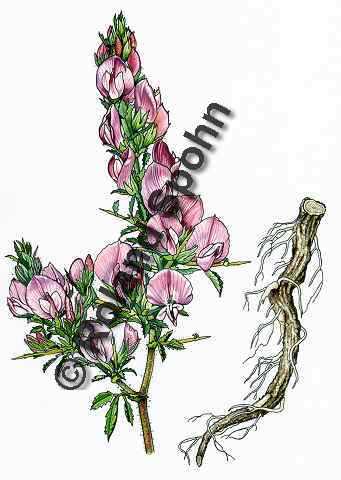 Pflanzenillustration Ononis spinosa Illustration Dornige Hauhechel Aquarell Roland Spohn