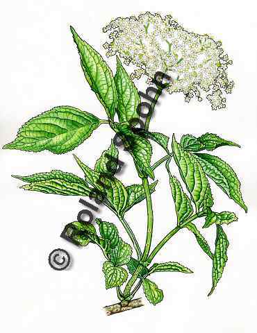 Pflanzenillustration Sambucus nigra Illustration Schwarzer Holunder Aquarell Roland Spohn