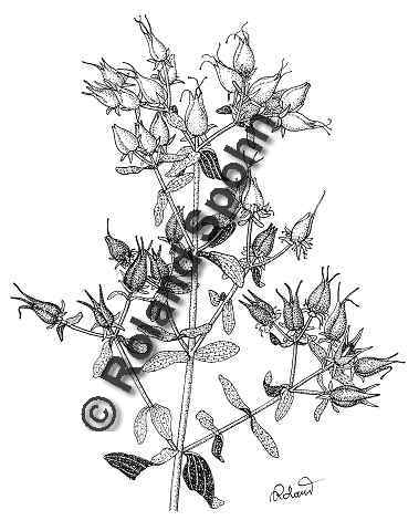 Pflanzenillustration Hypericum perforatum Illustration Echtes Johanniskraut, Tpfel-Johanniskraut, Tpfel-Hartheu Zeichnung Tuschezeichnung Roland Spohn