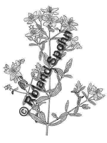 Pflanzenillustration Hypericum perforatum Illustration Echtes Johanniskraut, Tpfel-Johanniskraut, Tpfel-Hartheu Zeichnung Tuschezeichnung Roland Spohn