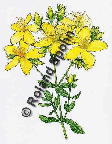 Pflanzenillustration Hypericum perforatum Illustration T�pfel-Johanniskraut, Echtes Johanniskraut, T�pfel-Hartheu, Aquarell Roland Spohn