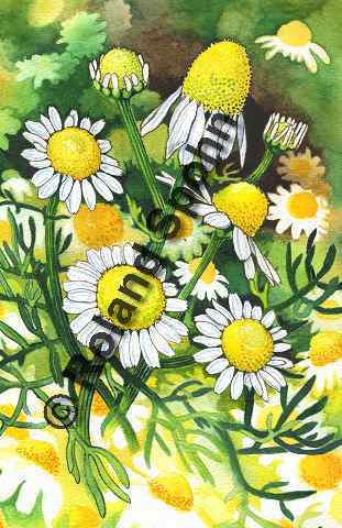 Pflanzenillustration Matricaria recutita Illustration Echte Kamille Aquarell Roland Spohn