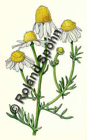 Pflanzenillustration Matricaria recutita, Chamomilla recutita, Matricaria chamomilla Illustration Echte Kamille Aquarell Roland Spohn