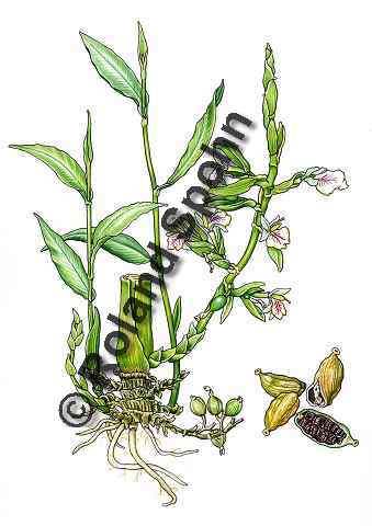 Pflanzenillustration Elettaria cardamomum Illustration Kardamom Aquarell Roland Spohn