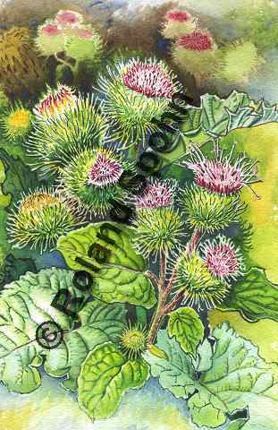 Pflanzenillustration Arctium lappa Illustration Gro�e Klette Aquarell Roland Spohn