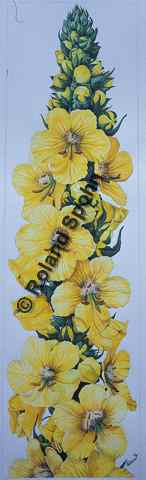 Pflanzenillustration Verbascum thapsiforme, Verbascum densiflorum Illustration K�nigskerze, Wollblume Aquarell Roland Spohn