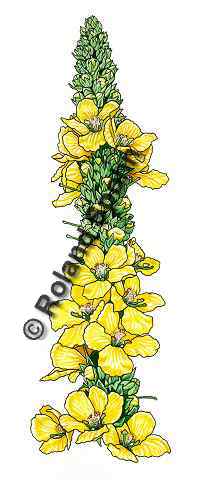 Pflanzenillustration Verbascum thapsiforme, Verbascum densiflorum Illustration Knigskerze, Wollblume Aquarell Roland Spohn
