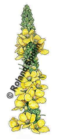 Pflanzenillustration Verbascum thapsiforme, Verbascum densiflorum Illustration K�nigskerze, Wollblume Aquarell Roland Spohn