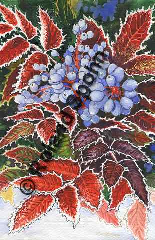 Pflanzenillustration Mahonia aquifolium Illustration Gew�hnliche Mahonie Aquarell Roland Spohn