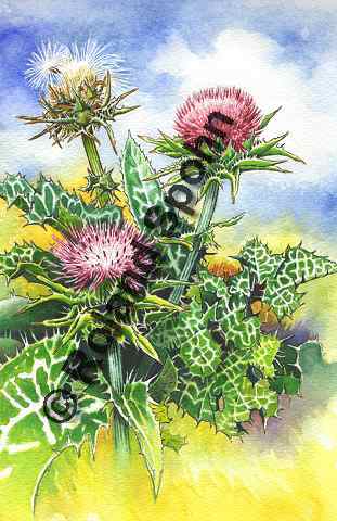 Pflanzenillustration, Aquarell Roland Spohn: Silybum marianum, Carduus marianus, Mariendistel