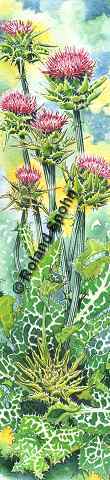 Pflanzenillustration Silybum marianum Carduus marianus Illustration Mariendistel Aquarell Roland Spohn
