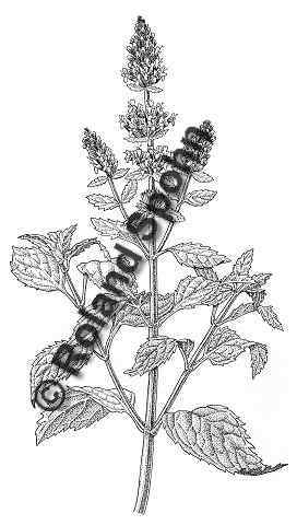 Pflanzenillustration Mentha x piperita, Mentha piperita Illustration Pfeffer-Minze, Pfefferminze Zeichnung Tuschezeichnung Roland Spohn