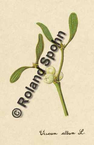 Pflanzenillustration Viscum album Illustration Mistel Aquarell Roland Spohn