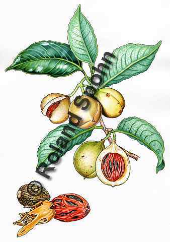 Pflanzenillustration Myristica fragrans Illustration Muskatnuss Aquarell Roland Spohn