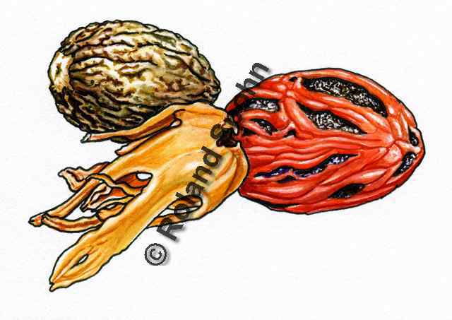 Pflanzenillustration Myristica fragrans Illustration Muskatnuss Aquarell Roland Spohn