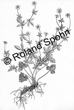 Potentilla erecta, Tormentill