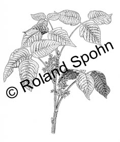 Rhus toxicodendron, Giftsumach