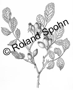 Rosa canina, Hundsrose