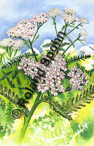 Pflanzenillustration Achillea millefolium Aquarell Illustration Schafgarbe, Schaf-Garbe Roland Spohn