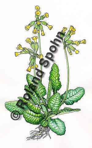 Pflanzenillustration Primula veris Illustration Echte Schl�sselblume Gew�hnliche Wiesen-Schl�sselblume Aquarell Roland Spohn