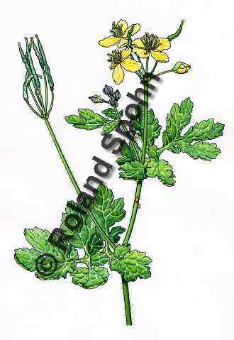 Pflanzenillustration Chelidonium majus Illustration Schllkraut Aquarell mit Tusche Roland Spohn