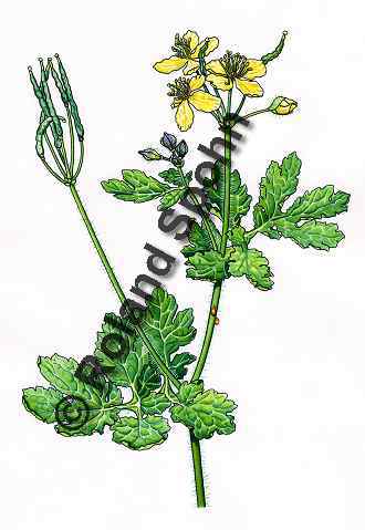 Pflanzenillustration Chelidonium majus Illustration Sch�llkraut Aquarell mit Tusche Roland Spohn