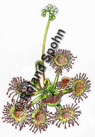 Pflanzenillustration Drosera rotundifolia Illustration Rundbl�ttriger Sonnentau Aquarell Roland Spohn