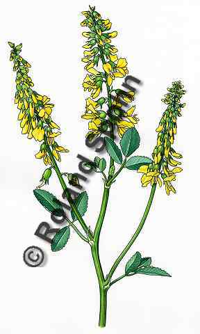 Pflanzenillustration Melilotus officinalis Illustration Echter Steinklee, Honigklee Aquarell Roland Spohn