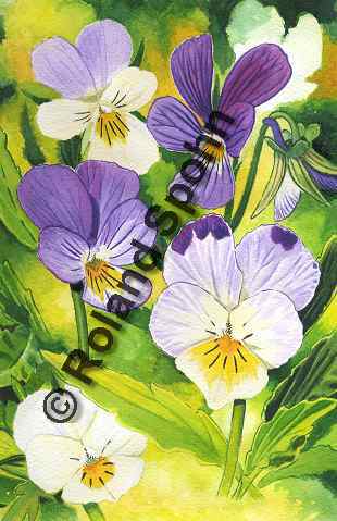Pflanzenillustration Viola tricolor Illustration Wildes Stiefm�tterchen Aquarell Roland Spohn