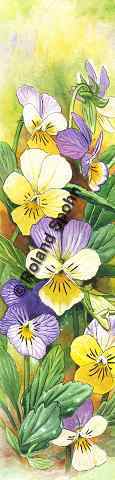 Pflanzenillustration Viola tricolor Illustration Wildes Stiefm�tterchen Aquarell Roland Spohn