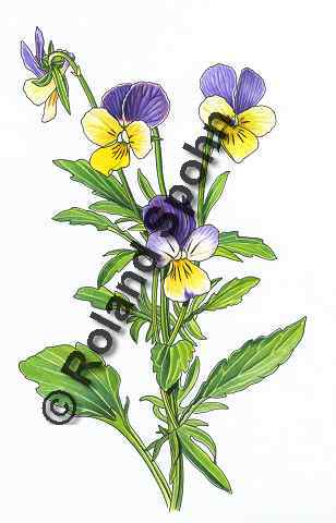 Pflanzenillustration Viola tricolor Illustration Wildes Stiefm�tterchen Dreifarbiges Stiefm�tterchen Aquarell Roland Spohn