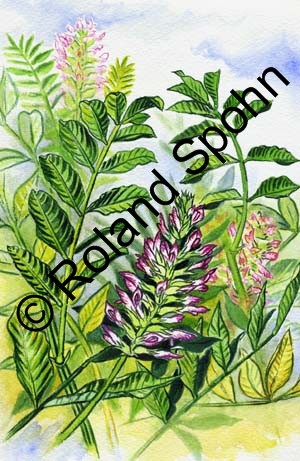 Glycyrrhiza glabra, S��holz