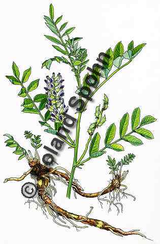Pflanzenillustration Glycyrrhiza glabra Illustration S��holz S�ssholz Aquarell Roland Spohn