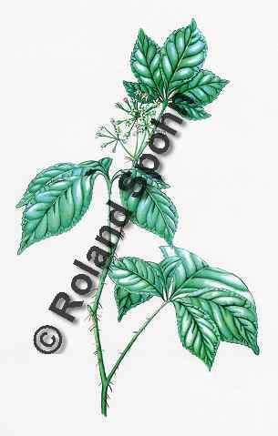 Pflanzenillustration Eleutherococcus senticosus Illustration Taigawurzel Sibirischer Ginseng Aquarell Roland Spohn