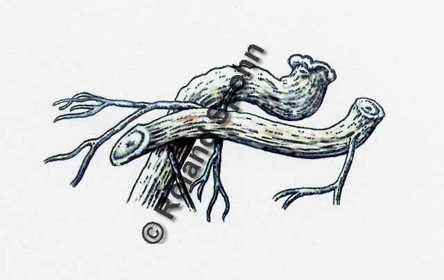 Pflanzenillustration Eleutherococcus senticosus Illustration Taigawurzel Sibirischer Ginseng Aquarell Roland Spohn