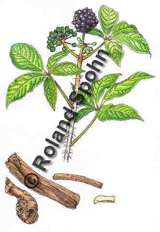 Pflanzenillustration Eleutherococcus senticosus Illustration Taigawurzel Sibirischer Ginseng Aquarell Roland Spohn
