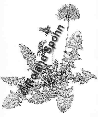 Pflanzenillustration Taraxacum officinale Illustration Wiesen-Lwenzahn, Kuhblume Zeichnung Tuschezeichnung Roland Spohn