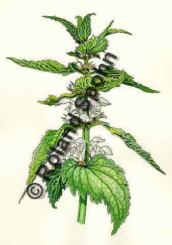 Pflanzenillustration Lamium album Illustration Wei�e Taubnessel Aquarell Roland Spohn