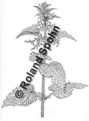 Pflanzenillustration Urtica dioica Illustration Groe Brennnessel Zeichnung Tuschezeichnung Roland Spohn